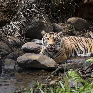 Un tigre de Sumatra photographié le 29 juillet 2017 dans un enclos de réhabilitation situé sur l'île indonésienne. [NurPhoto/AFP - Donal Husni]