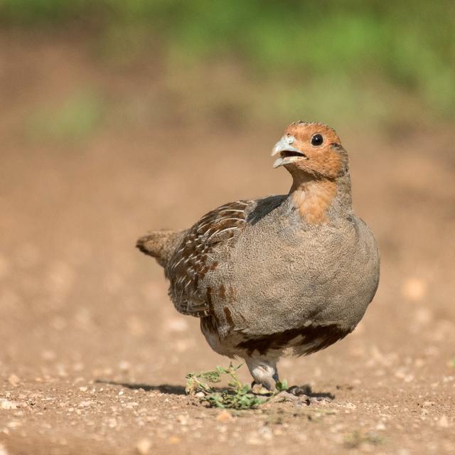 Une perdrix grise. [Fotolia - Tatiana]