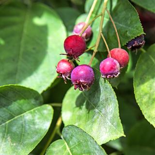 Mespilus neigeux, amelanchier ovalis. [Depositphotos - jochenschneider]