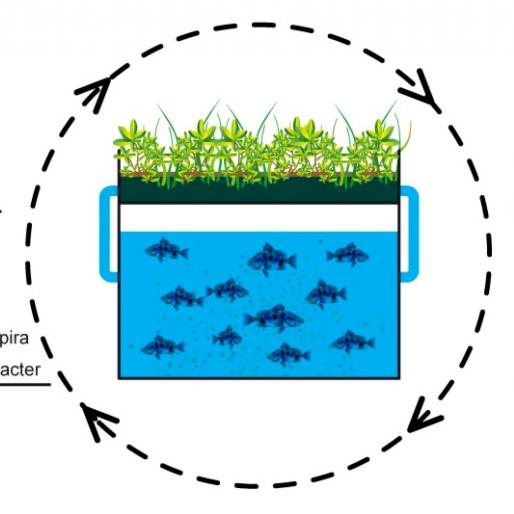 Principe de l'acquaponie. [https://aquaponie pratique.com.]