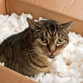 Chronique vétérinaire: Déménagement chats [Depositphotos]