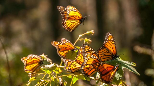 Des papillons monarques dans leur réserve de Michoacan au Mexique. [Depositphotos - naticastillog]