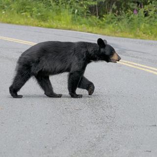 Un ours noir traverse la route. [Depositphotos - izanbar]