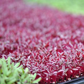 Une plantation de micro-green. [Depositphotos - ejkrouse]