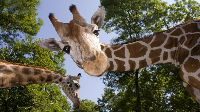 Des girafes. [Depositphotos - belizar]