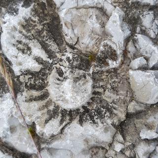 Des ammonites dans le Jura. [RTS - Christine Magro]