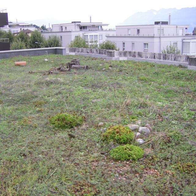 Un toit végétalisé à Lausanne (image d'illustration). [RTS - Isabelle Gendre]