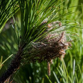 Un nid de chenilles processionnaires dans un pin. [Depositphotos - danielbarquero]