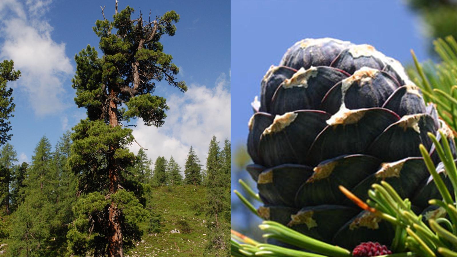 L'arole ou Pinus cembra et sa pive. [© Randonature (image de droite) - CC BY SA (image de gauche)]
