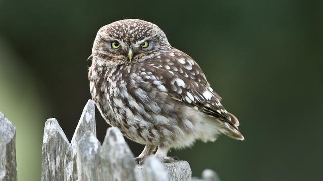 BirdLife élit la chevêche d'Athéna oiseau de l'année 2021. [AFP - Leemage]