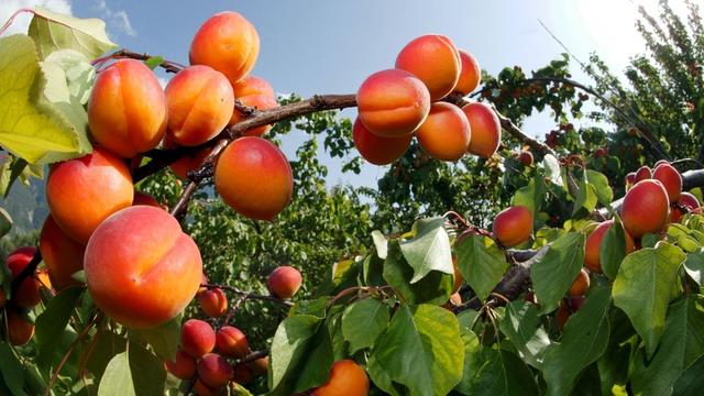 Les chercheurs testent des variétés d'abricots plus tardives. [Keystone - Olivier Maire]