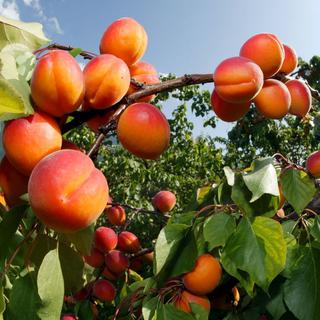 Les chercheurs testent des variétés d'abricots plus tardives. [Keystone - Olivier Maire]