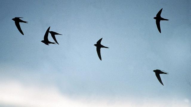 Un groupe de martinets noirs. [BirdLife Schweiz]