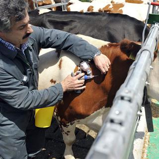En 2008, une campagne de vaccination bovine contre la maladie de la langue bleue a eu lieu dans toutes la Suisse.
Sandro Campardo
Keystone [Sandro Campardo]
