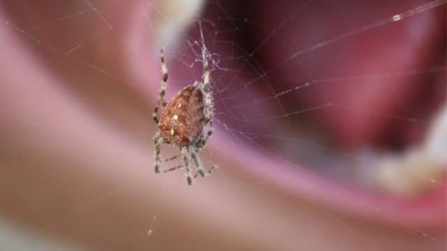 Peu d'êtres vivants suscitent autant la répulsion que les araignées. 
Herwech
Fotolia [Herwech]