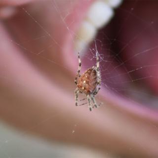Peu d'êtres vivants suscitent autant la répulsion que les araignées. 
Herwech
Fotolia [Herwech]