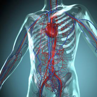 En Suisse, chaque année, plus de 20'000 personnes décèdent d’une maladie cardiovasculaire provoquée par de l’arthérosclérose. [ap_i]
