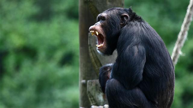 Les séquences de cris des chimpanzés ont une signification pour leurs congénères.
Stephane Bonnel
Fotolia [Stephane Bonnel]