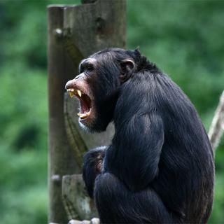 Les séquences de cris des chimpanzés ont une signification pour leurs congénères.
Stephane Bonnel
Fotolia [Stephane Bonnel]