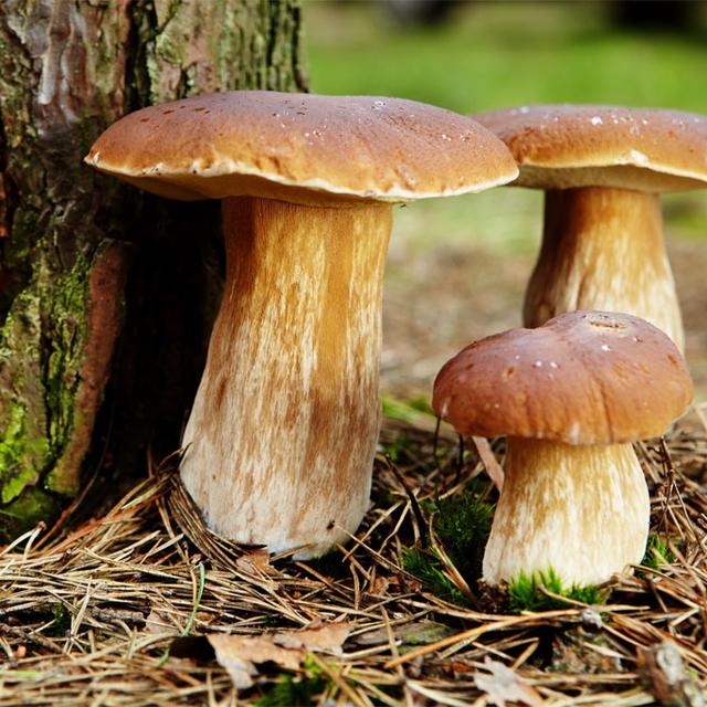 Tous les champignonneurs savent que l’on trouve certains champignons sous certains arbres.
T.Tulik
Fotolia [T.Tulik]