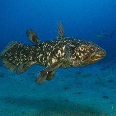 Le coelacanthe est une espèce rarissime et vivant à plus de 100 mètres de profondeur. [Laurent Ballesta]