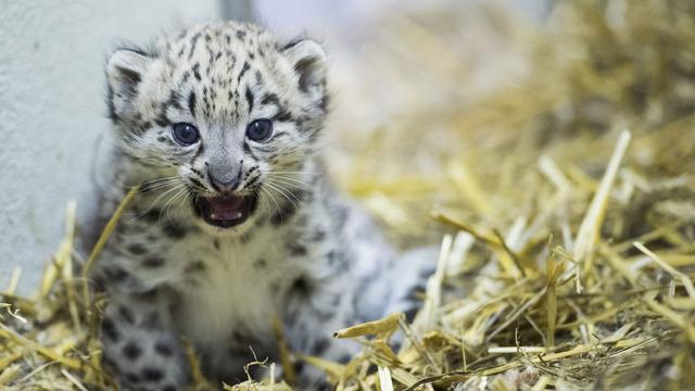 Une panthère des neiges est née le 2 juin 2013 au zoo de Servion, dans le canton de Vaud.
Jean-Christophe bott
Keystone [Jean-Christophe bott]