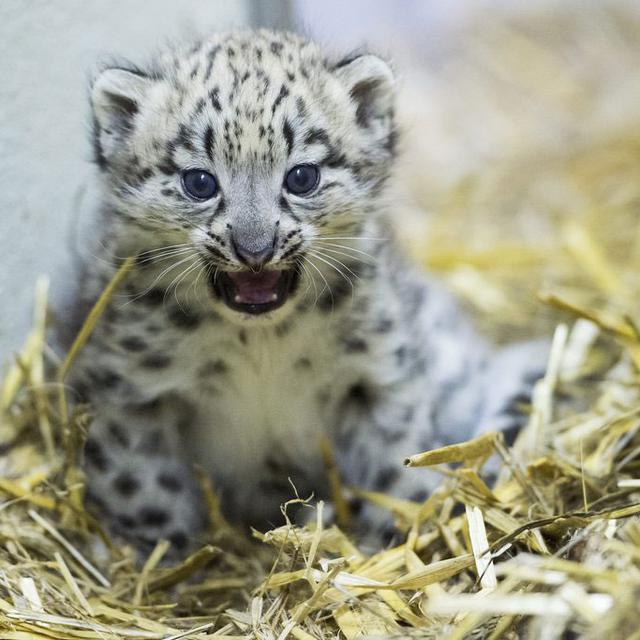 Une panthère des neiges est née le 2 juin 2013 au zoo de Servion, dans le canton de Vaud.
Jean-Christophe bott
Keystone [Jean-Christophe bott]