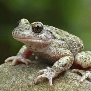 Le crapaud accoucheur, fortement menacé, se caractérise par ses yeux aux reflets d’or.
Axel Birgin
Pro Natura [Pro Natura - Axel Birgin]