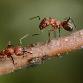 Les fourmis sont socialement organisées. [fotofrank]