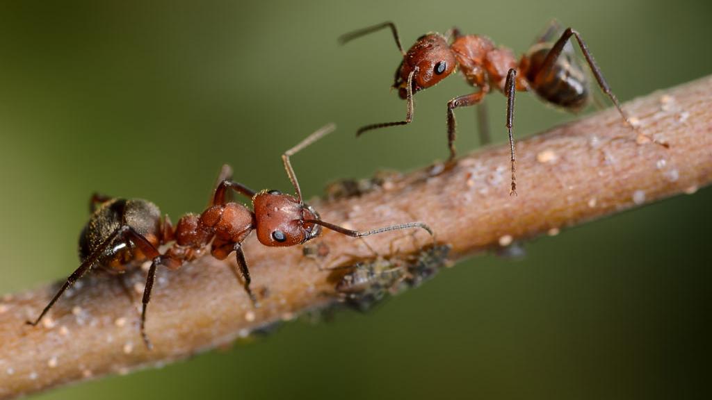 Les fourmis sont socialement organisées. [fotofrank]