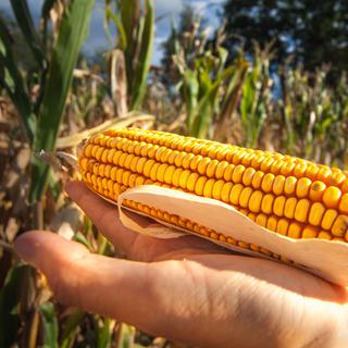 Une étude, publiée cet été et mandatée par la Confédération, n'a pas décelé de risques liés aux OGM. [andreamuscatello]