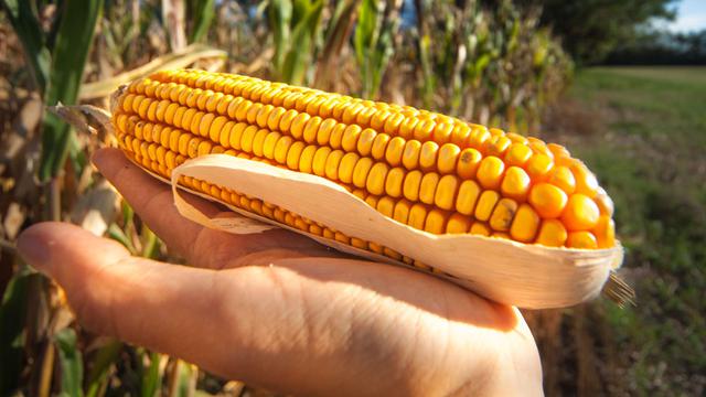 Une étude, publiée cet été et mandatée par la Confédération, n'a pas décelé de risques liés aux OGM. [andreamuscatello]