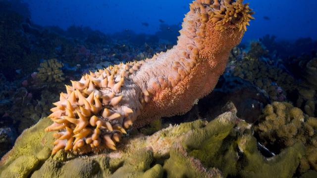 L'usage médicinal du concombre de mer date d'au moins 5000 ans. [Yann Hubert]