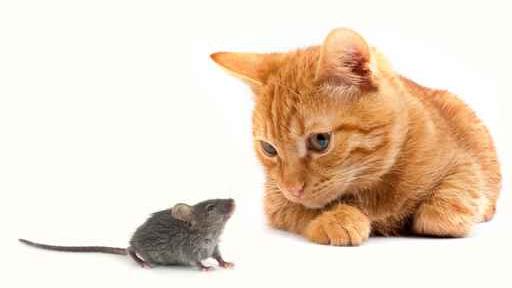 Souris et chat [Fotolia - Sergii Figurnyi]