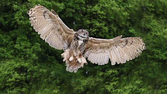 Les chouettes sont des rapaces mal connus.
Veneratio 
Fotolia [Fotolia - Veneratio]