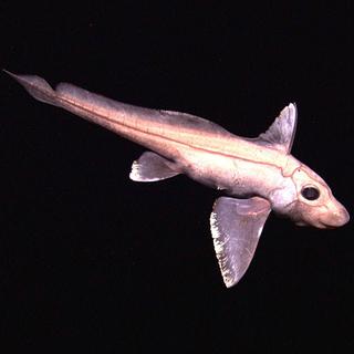 La chimère est une espèce de poisson cartilagineux vivant dans les abysses. [DP]