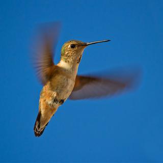 La légende du colibri a inspiré le dessinateur lausannois Denis Kormann. [Nbiebach]