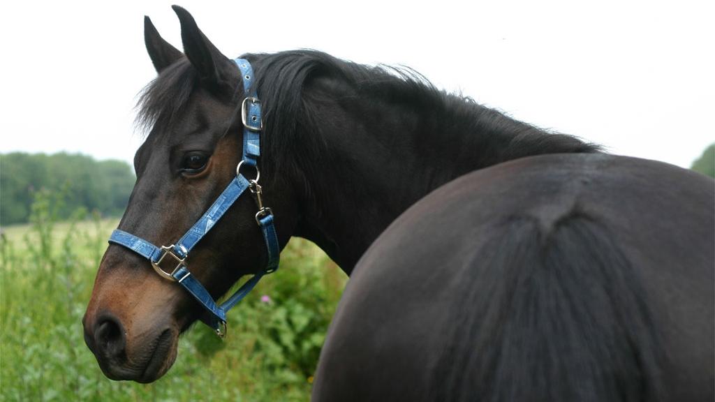 Le recours aux vermifuges est trop systématique sur les chevaux en Suisse.
E. Spek
Fotolia [E. Spek]