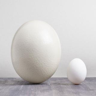 Un œuf d'autruche et un œuf de poule.
Efired
Fotolia [Efired]