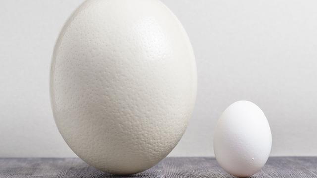 Un œuf d'autruche et un œuf de poule.
Efired
Fotolia [Efired]