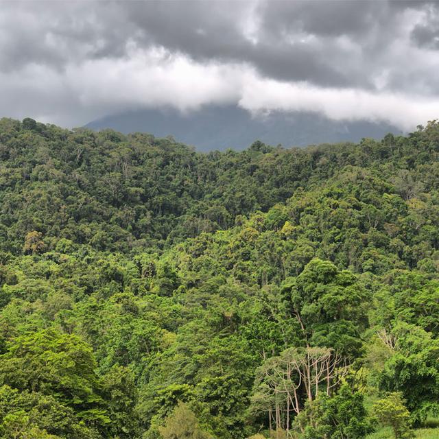 Certaines forêts du globe comptent jusqu'à 200 espèces d'arbres par hectare.
Ralph Loesche
Fotolia [Ralph Loesche]