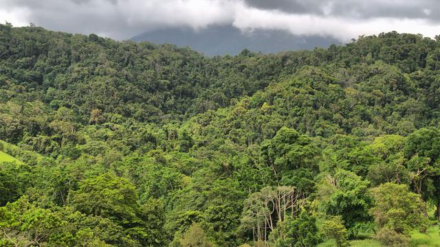 Certaines forêts du globe comptent jusqu'à 200 espèces d'arbres par hectare.
Ralph Loesche
Fotolia [Ralph Loesche]