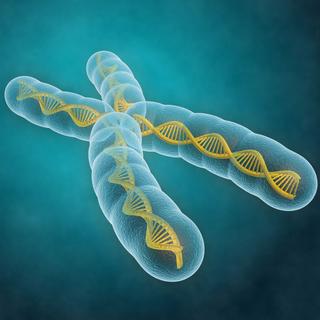 Le syndrome de l'X fragile touche le chromosome X.
Sashkin
Fotolia [Sashkin]