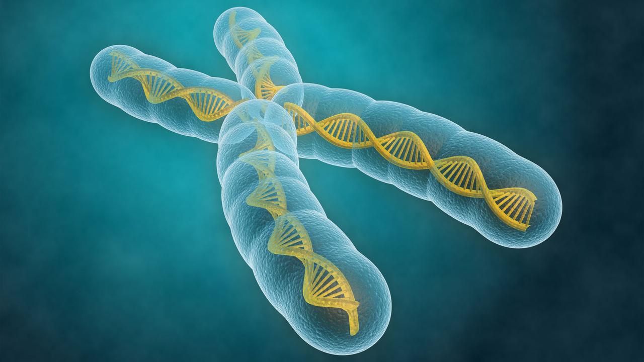 Le syndrome de l'X fragile touche le chromosome X.
Sashkin
Fotolia [Sashkin]