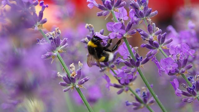 Les bourdons d’altitude sont spécialisés dans la pollinisation des plantes.
Csiribiri
Fotolia [Csiribiri]