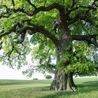 Le chêne, symbole de longévité.
RalfenByte
Fotolia [RalfenByte]