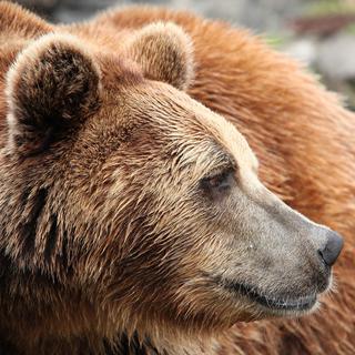 L'ours brun est de retour à Tchernobyl.
Tadoma
Fotolia [Tadoma]