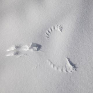 La trace, dans la neige, d'un tétras-lyre.
Hagenmuller Jean-François / hemis.fr 
AFP [Hagenmuller Jean-François / hemis.fr]