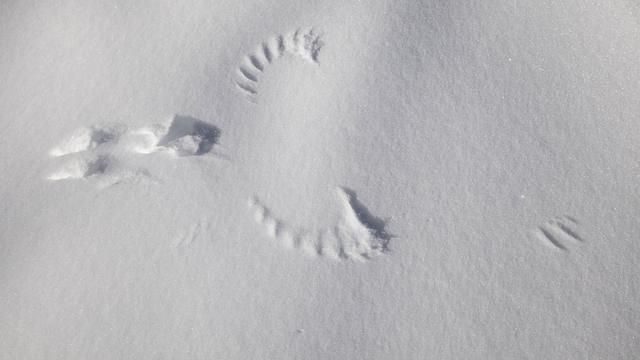 La trace, dans la neige, d'un tétras-lyre.
Hagenmuller Jean-François / hemis.fr 
AFP [Hagenmuller Jean-François / hemis.fr]