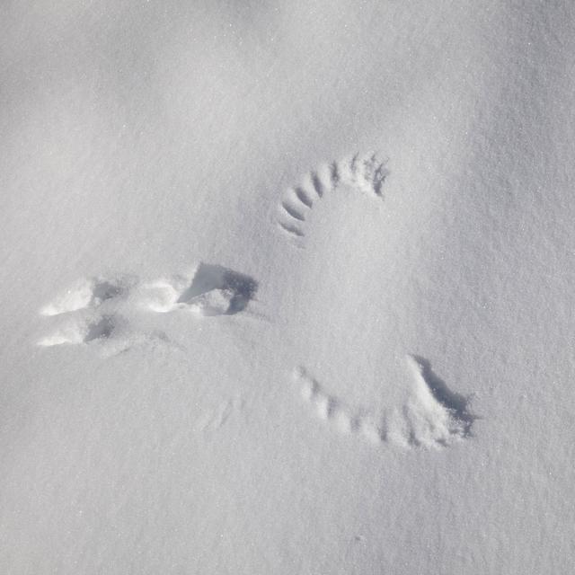 La trace, dans la neige, d'un tétras-lyre.
Hagenmuller Jean-François / hemis.fr 
AFP [Hagenmuller Jean-François / hemis.fr]